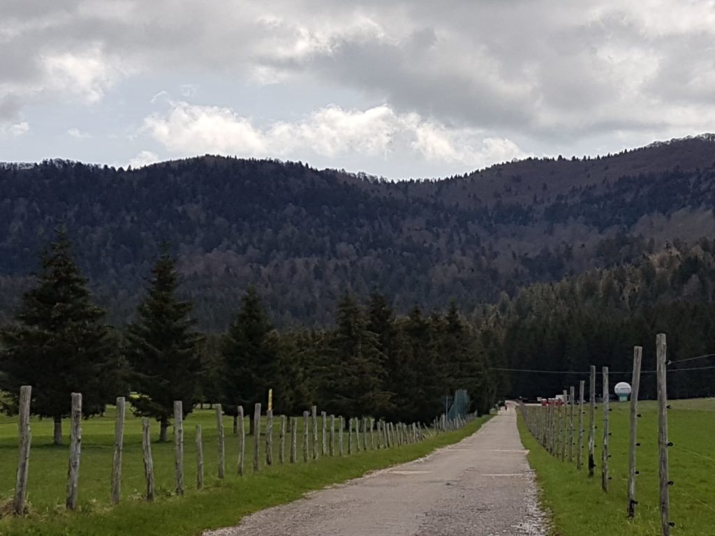 Il bosco del Cansiglio