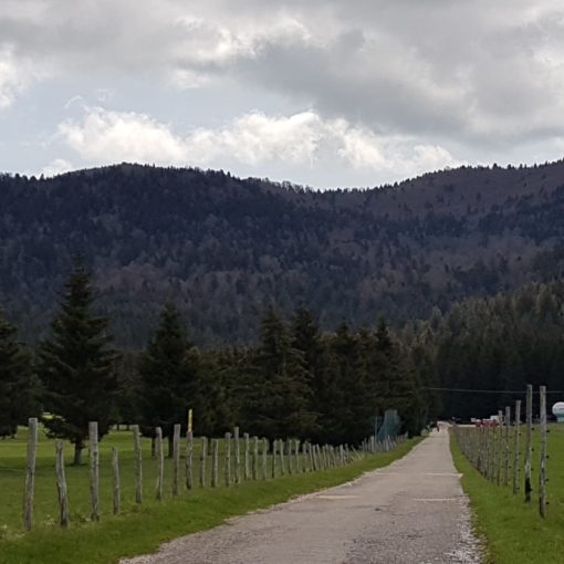 Il bosco del Cansiglio