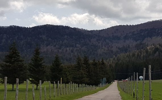 Il bosco del Cansiglio