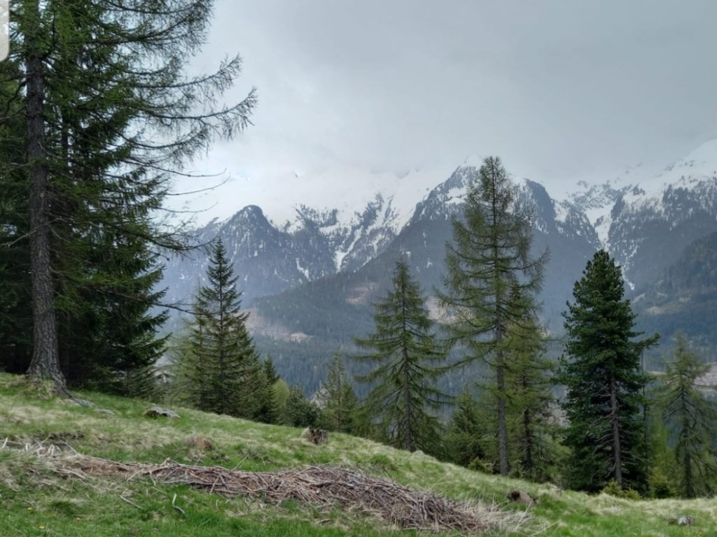 Il bosco a Bellamonte